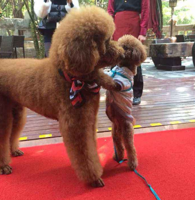 巨型贵宾犬价格（正宗贵宾犬几种图片欣赏）