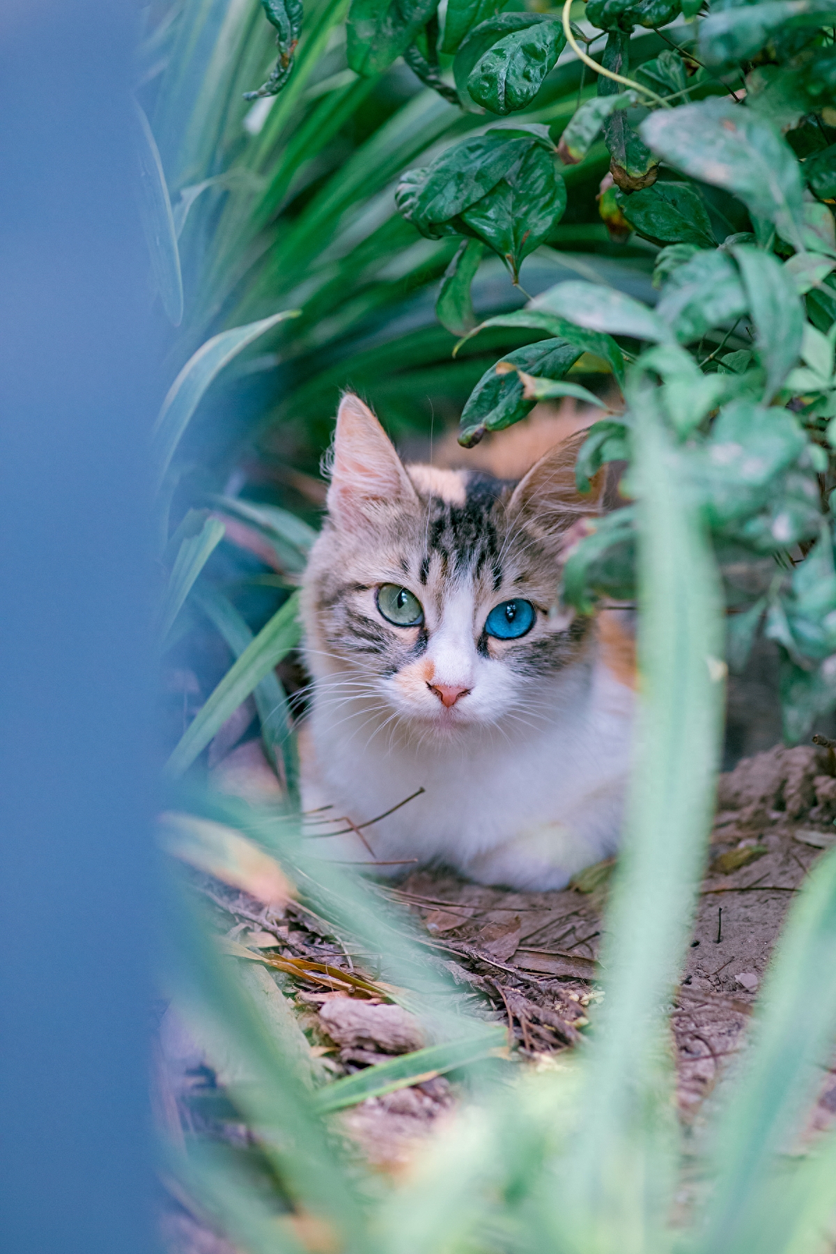 蓝绿异瞳三花猫，5年来第一次拍到，美呆了！