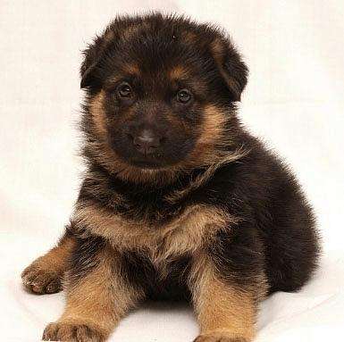 德牧喂养正确方法讲解（德国牧羊犬怎么养）