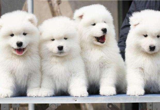 刚出生及一个月大的萨摩耶怎么养（萨摩耶可以穷养吗）