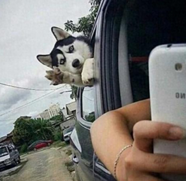 傻狗（正常狗狗与哈士奇的5个对比有多傻）