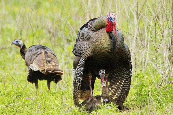 火鸡喜欢吃什么食物（附：火鸡吃什么长得最肥美）