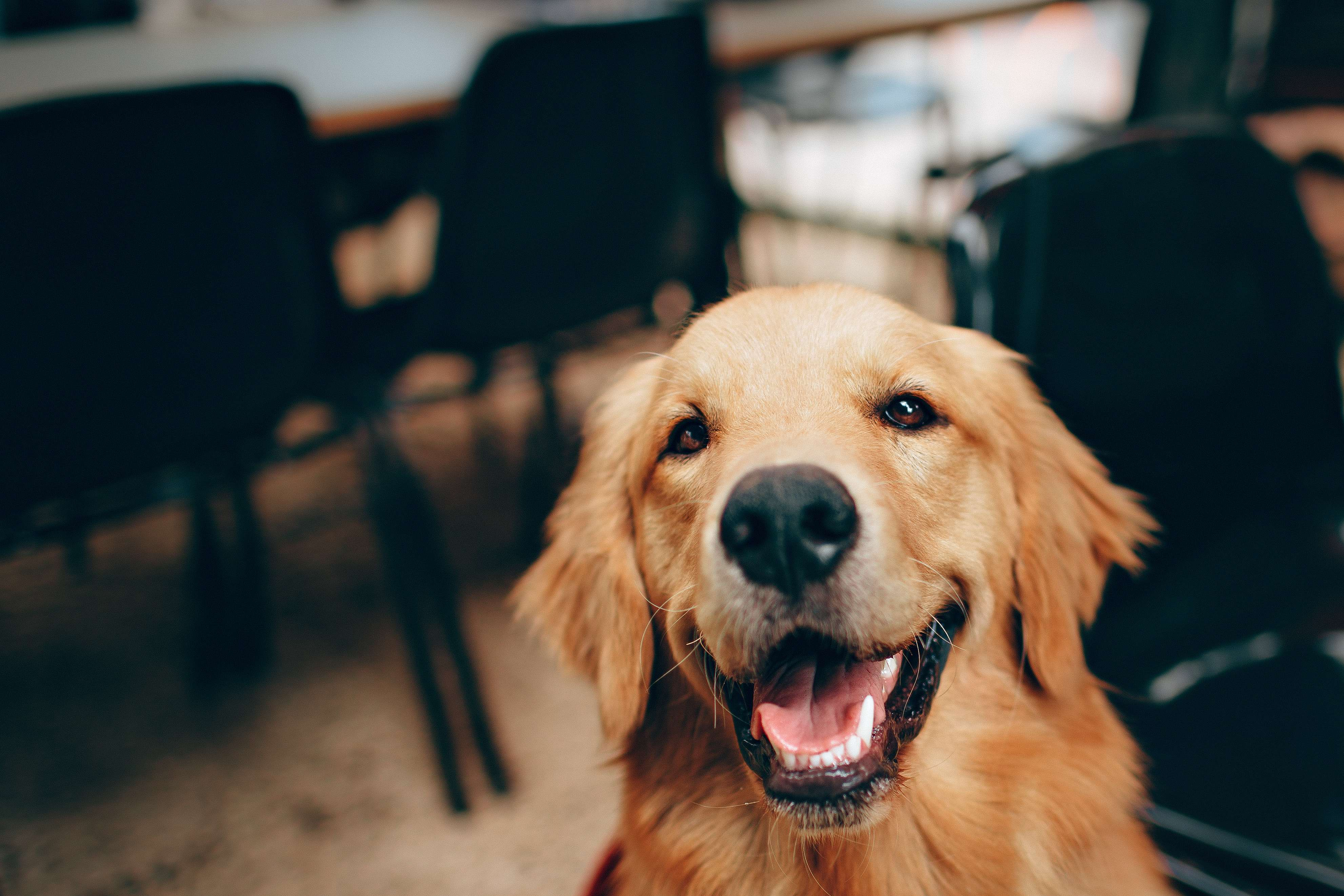 什么狗最护主但不禁养（中国允许养的护卫犬详细介绍）