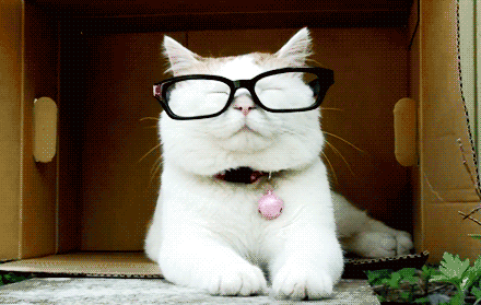 猫咪品种大全及图片和名字价格