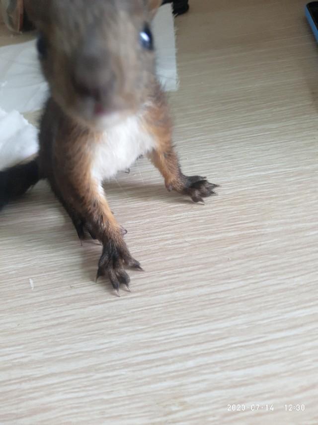 魔王松鼠（附：喂养松鼠的一周心得）