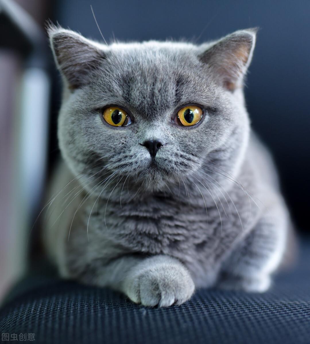 猫咪图片（附：可爱的小猫咪纯图）