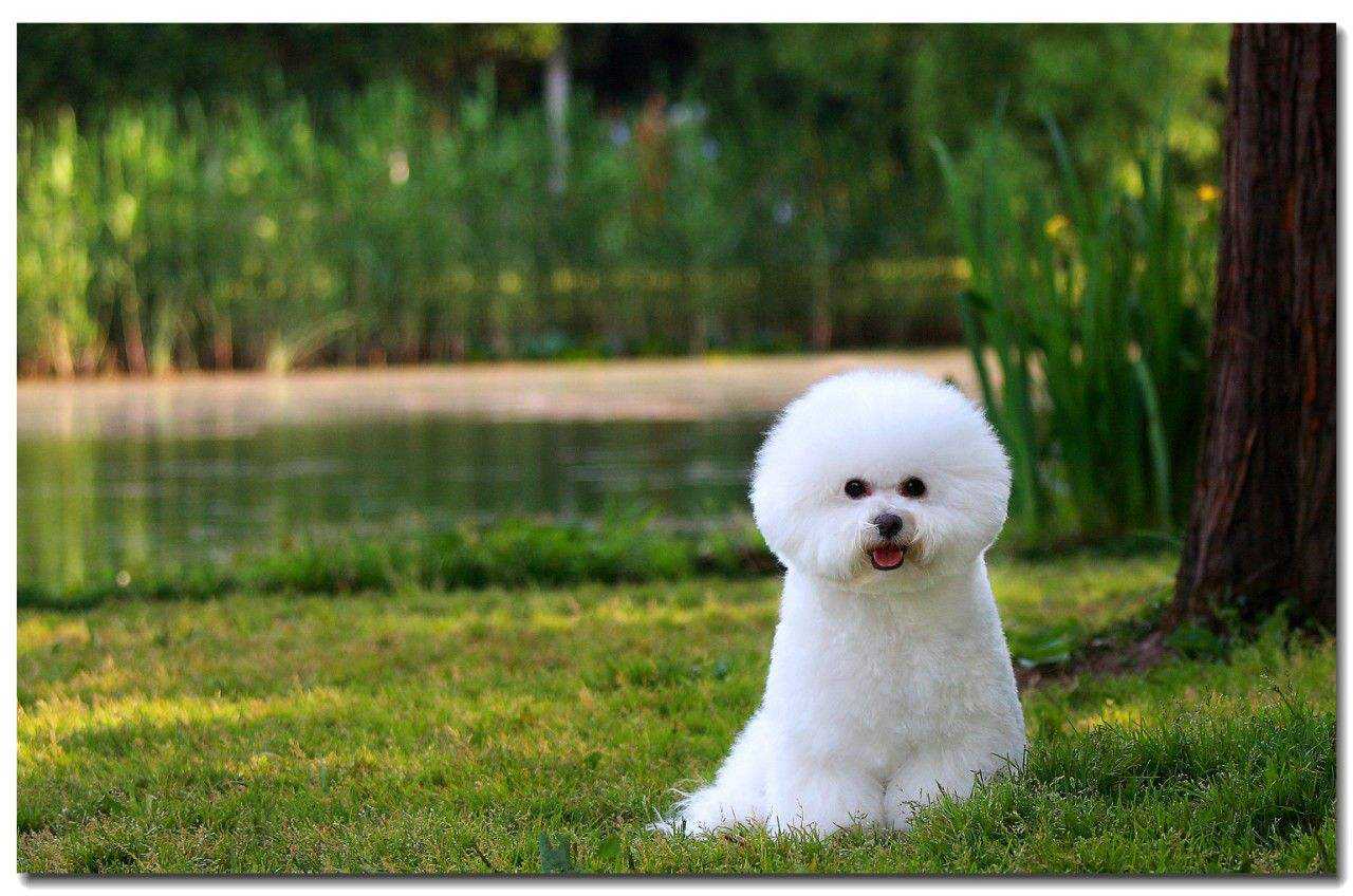 名狗大全狗品种介绍（名犬有哪几种小型犬）