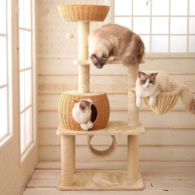 新手养猫必备的东西有哪些（盘点新手养猫必备的10大用品）