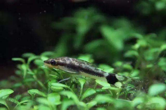 草缸十大首选鱼，总有一类适合你