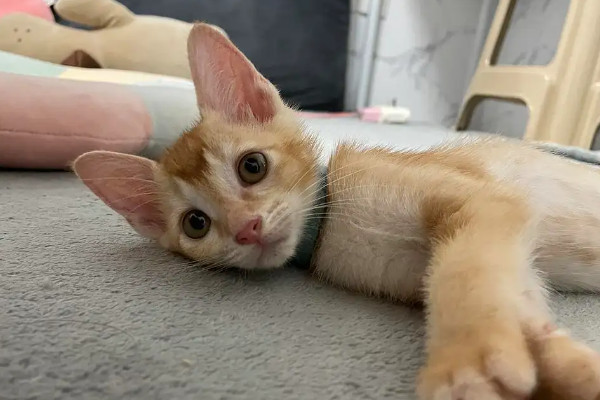 如何辨别幼猫是好性格