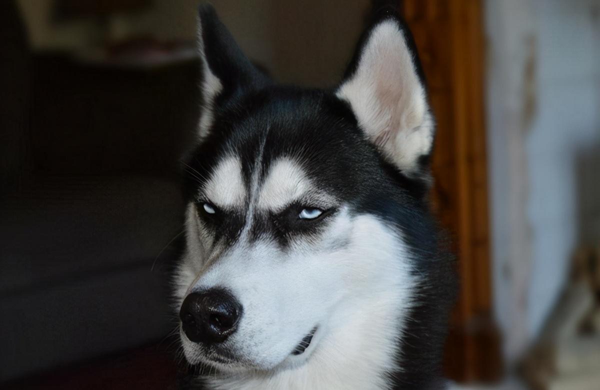 哈士奇对主人有感情吗（哈士奇怎么训练听话的方法大全）