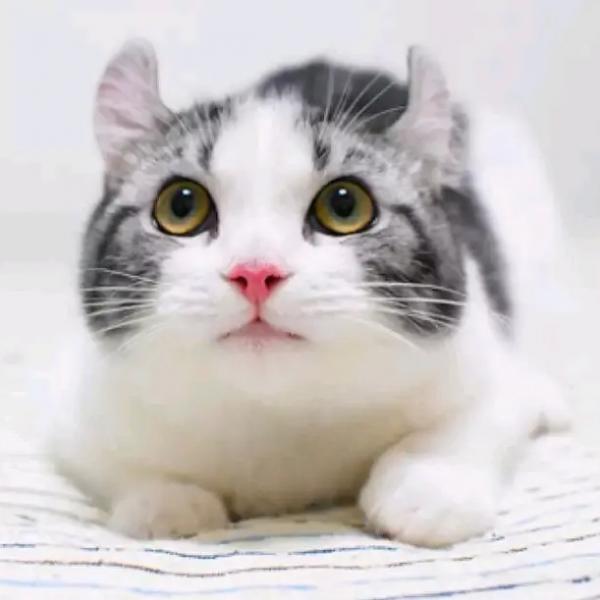 猫咪品种大全及图片和名字价格（详解：英短蓝猫为什么不建议养）