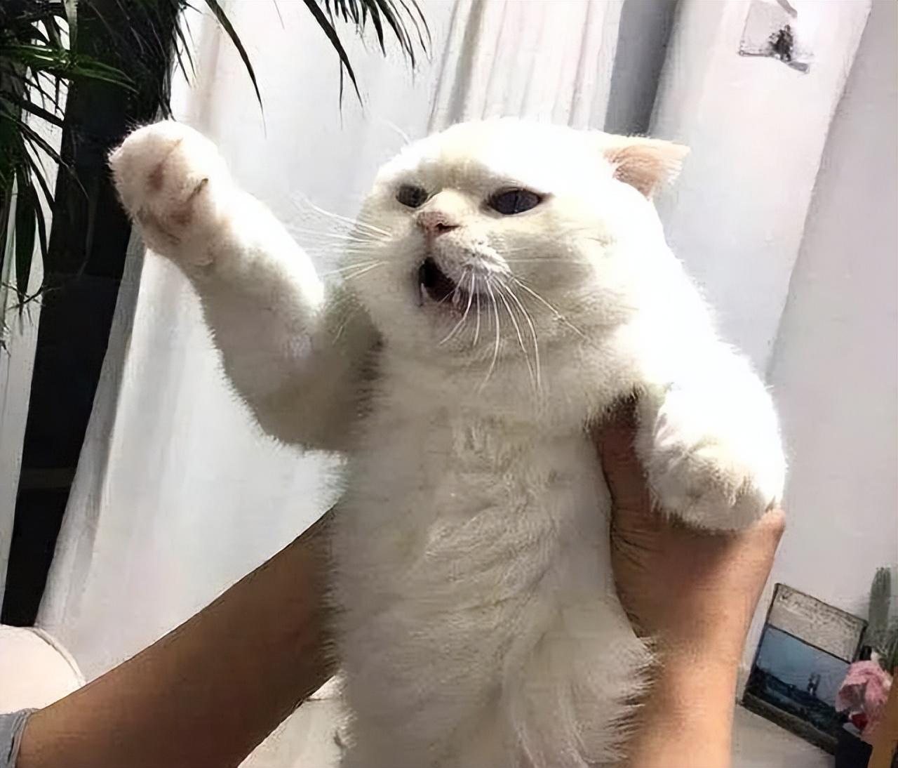 人摸过小猫猫妈妈就不要了吗（盘点和猫咪关系再好也不能做的事）