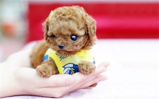 茶杯狗50元一只有吗（博美茶杯犬价格多少钱一只）