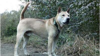 猎兔犬是任何犬种都行吗（附：训猎兔犬的总结）