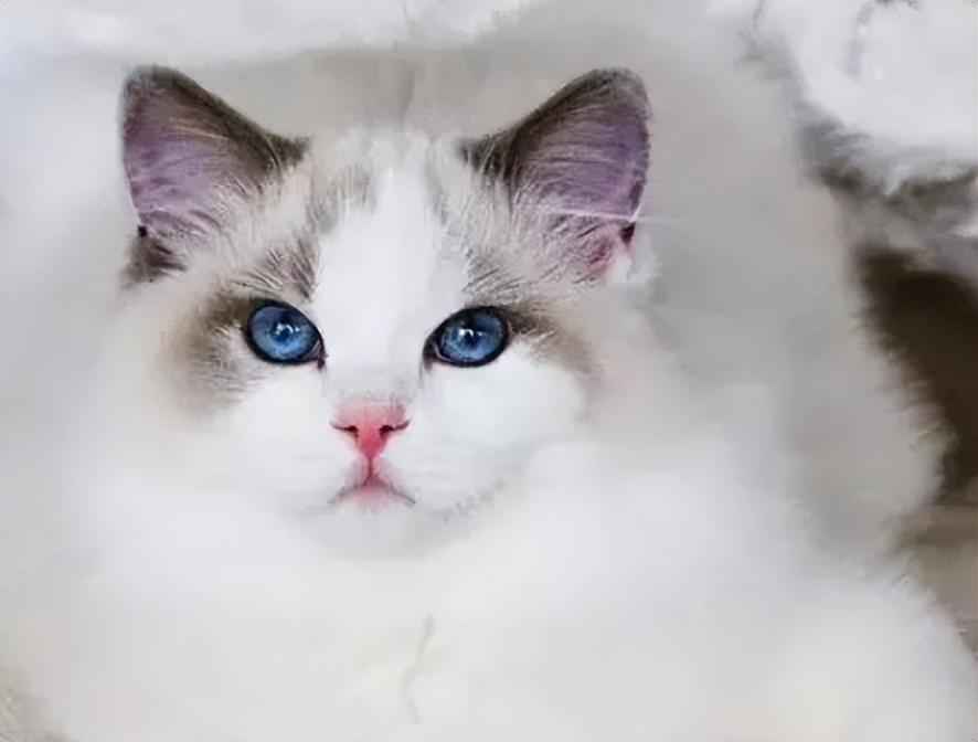 布偶猫眼色素1度到6度哪个好（布偶猫眼睛色素对比图片）