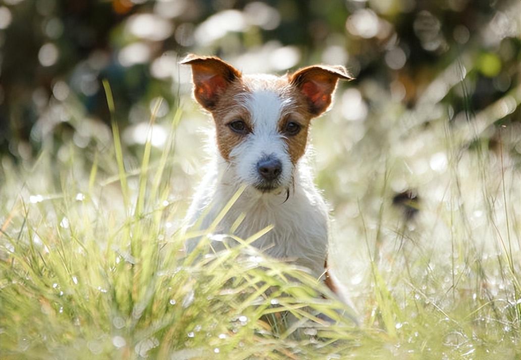 杰克罗素梗犬优缺点（杰克犬多少钱一只）