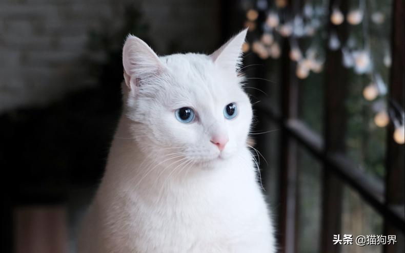 盘点猫的特点有哪些及性格（猫的资料详细介绍）