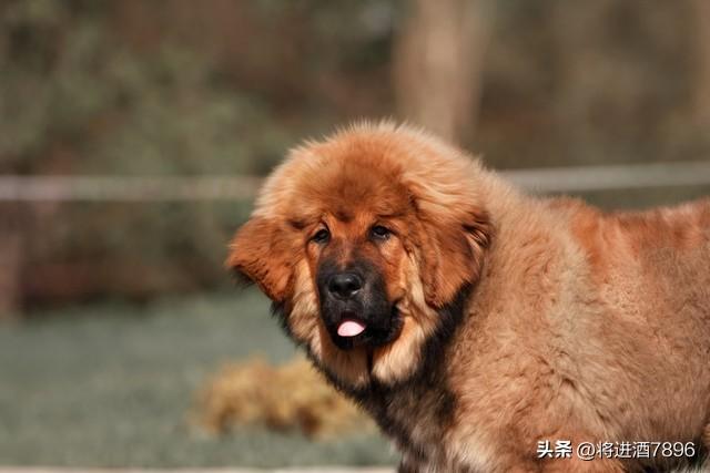 烈性犬是怎么分类的（烈性犬品种大全）