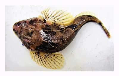 十大名贵锦鲤图片（国内十大最贵的淡水鱼）