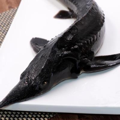 十大名贵锦鲤图片（国内十大最贵的淡水鱼）