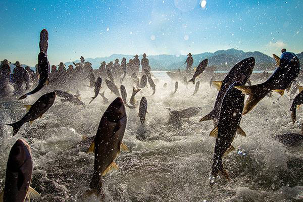 了解养鱼的利润与成本（附：一个20亩水库养鱼利润有多少）