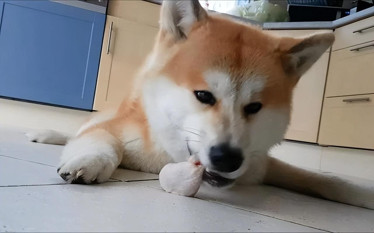 详解不建议养秋田的理由（秋田狗好养吗）