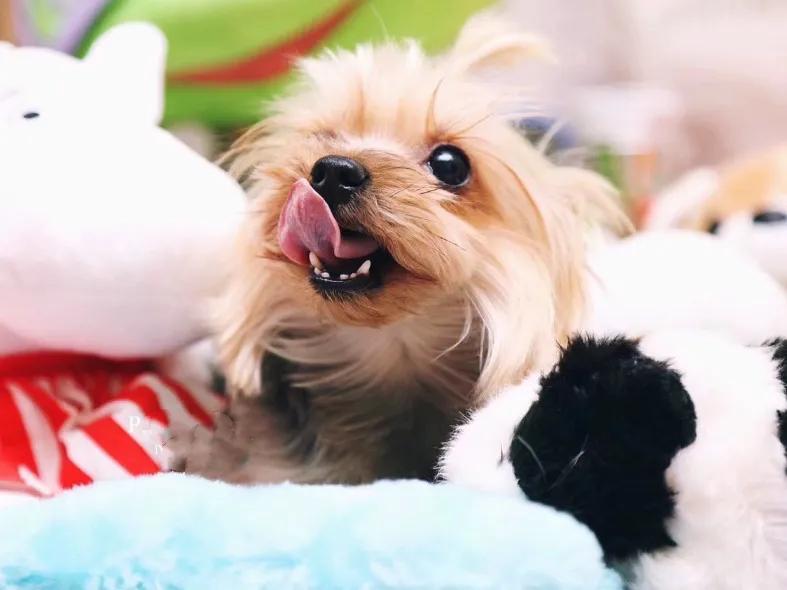 纯种约克夏怎么看呢