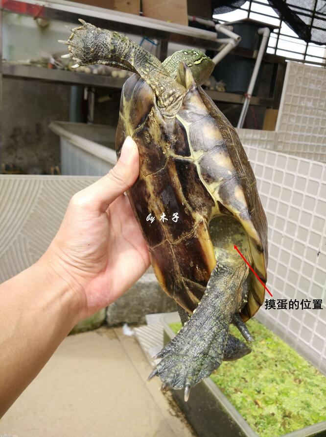 怎么知道乌龟怀孕了（乌龟怀孕后护理方法及注意事项）