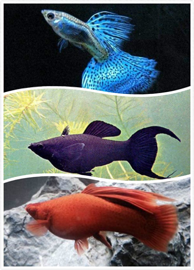 玛丽鱼为什么不建议养