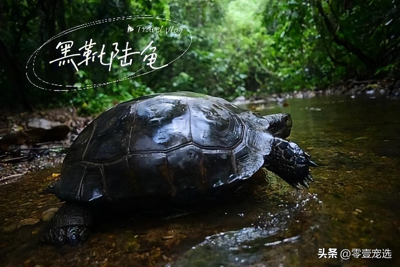 陆龟开放需要知道什么