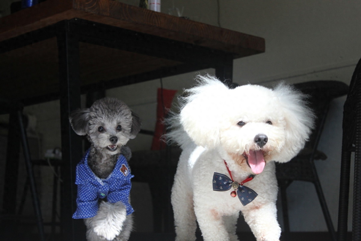 柯基一生认几个主人（附：狗也会偏心对待真正的主人）