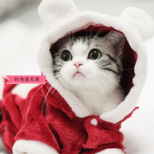 缅因猫只认一个主人吗为什么（缅因猫图片及缅因猫幼崽多少钱一只）