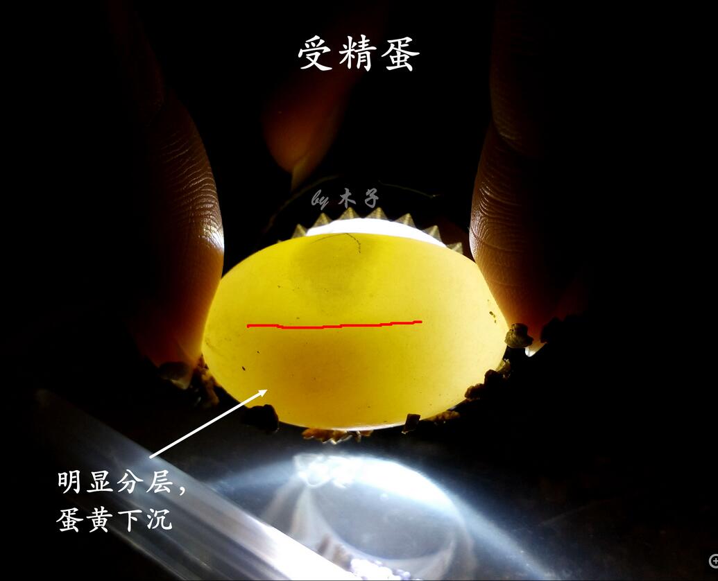 怎么知道乌龟怀孕了（乌龟怀孕后护理方法及注意事项）