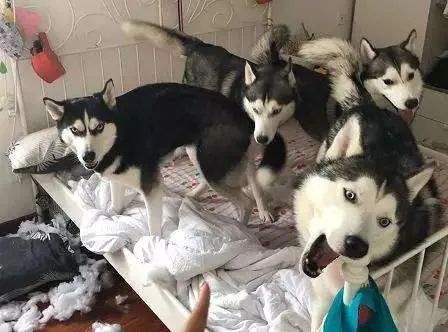 “雪橇三傻”到底谁最“傻”（附：世界三大傻狗）