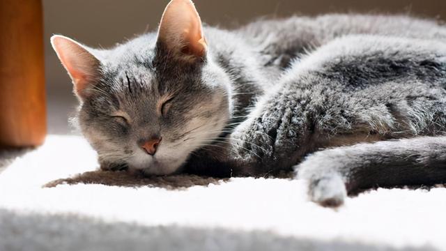 猫一个人在家会抑郁吗(猫一个人在家会无聊吗)