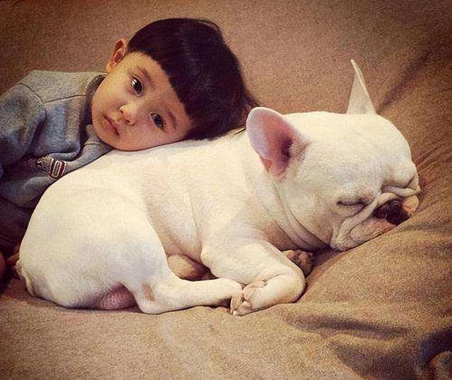 法国斗牛犬又贵又难养，为何喜欢的人那么多？