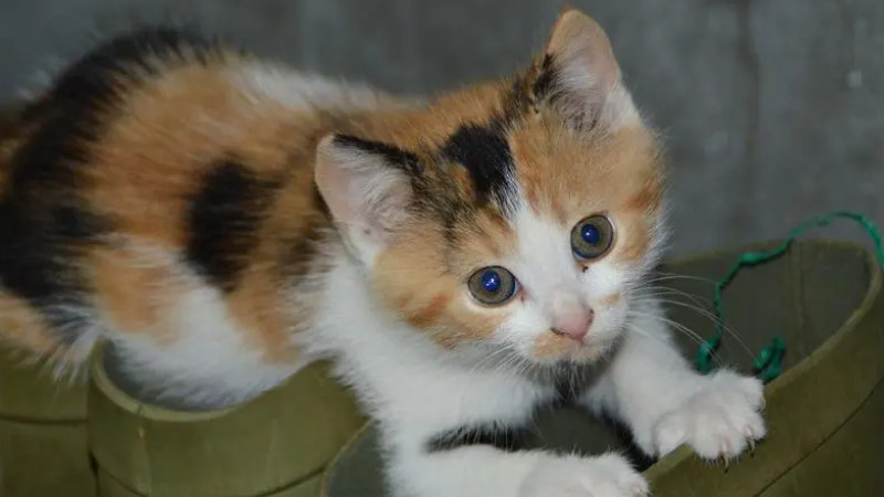 幼猫一直叫不停是为了找妈妈吗