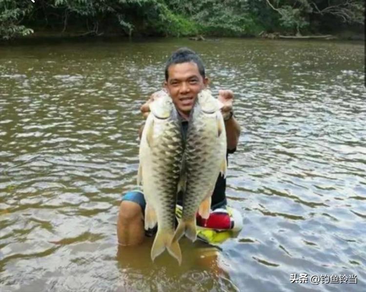 大黄鱼为何不引进我国（附：深海大黄鱼多少钱一斤）