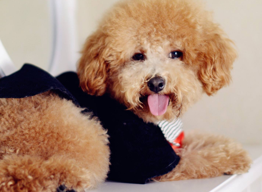 上班族养比熊还是泰迪（养泰迪和比熊哪个省心看这篇就懂了）