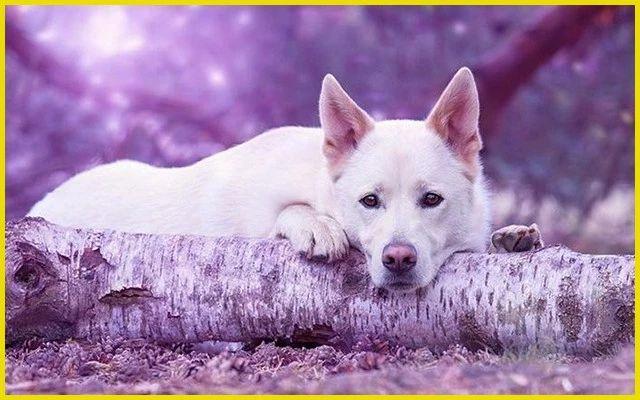 狗狗把带血的卫生巾吃了为什么（ 狗狗吃了人的月经血会怎样）