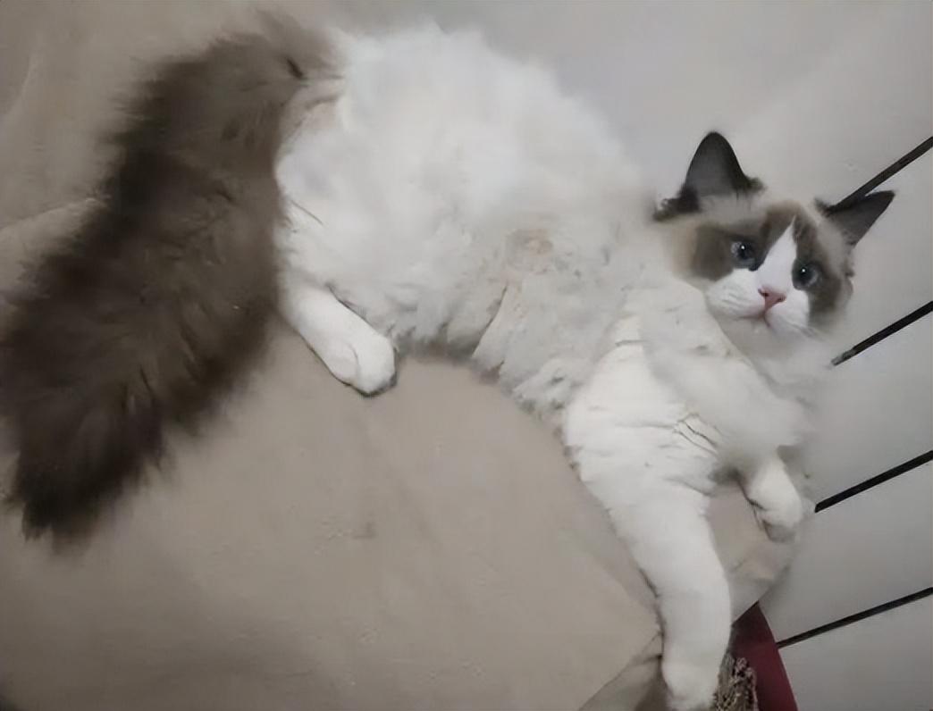 布偶猫眼色素1度到6度哪个好（布偶猫眼睛色素对比图片）