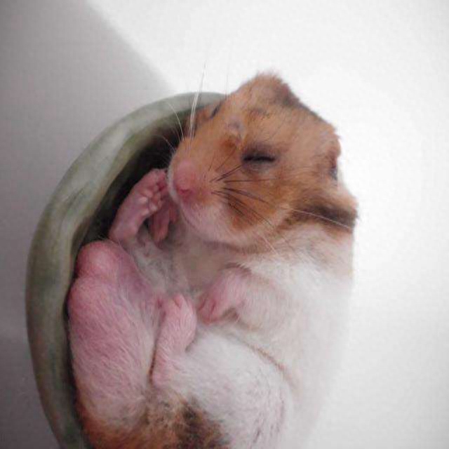 怎么救奄奄一息的仓鼠（注意：仓鼠进入会冬眠假死状态会一睡不起）