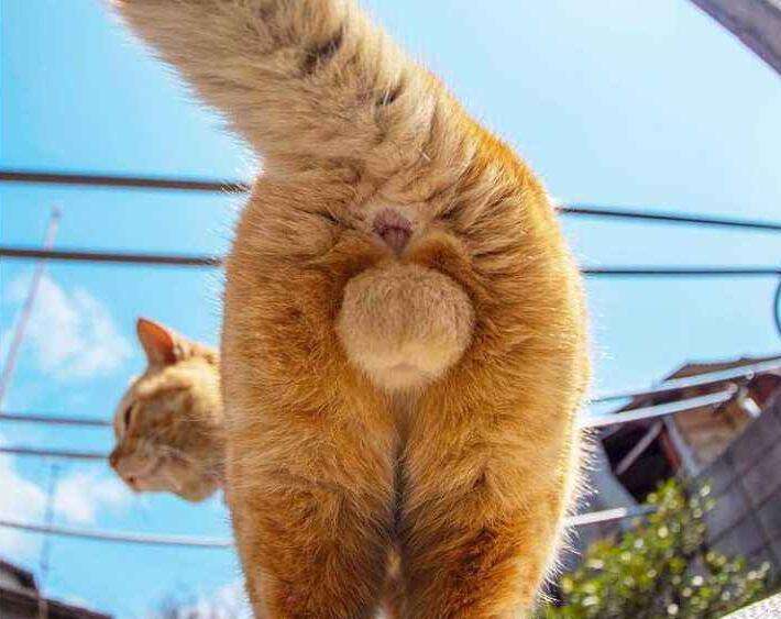 4个月公猫小口红出来了意思（3个月猫咪的小鸡突然出来是发育了吗）