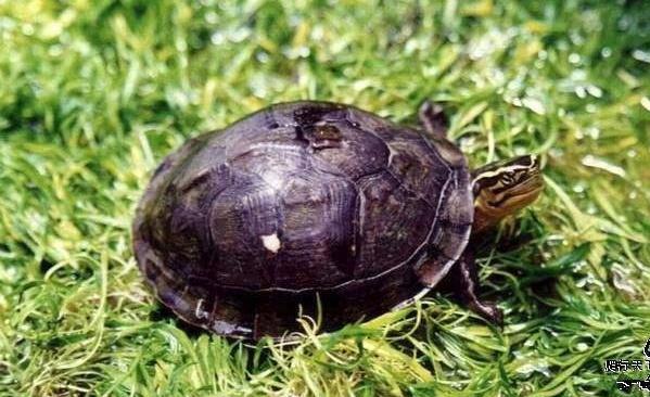 耐养便宜冷门小宠物（适合小学生党便宜好养的小型宠物）