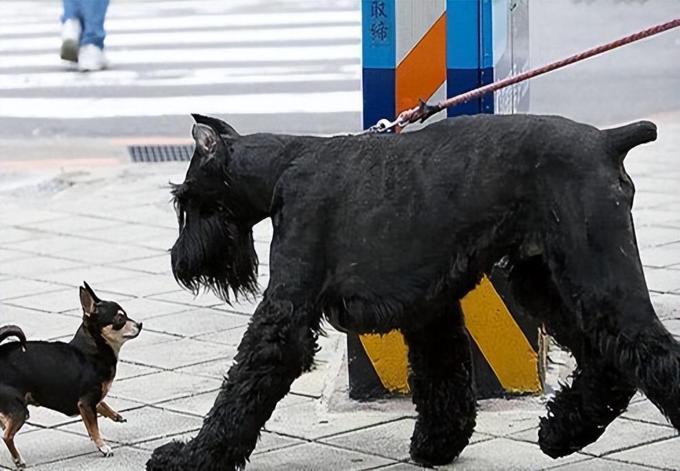 迷你雪纳瑞怎么养（详解新手养雪纳瑞的优点与缺点）