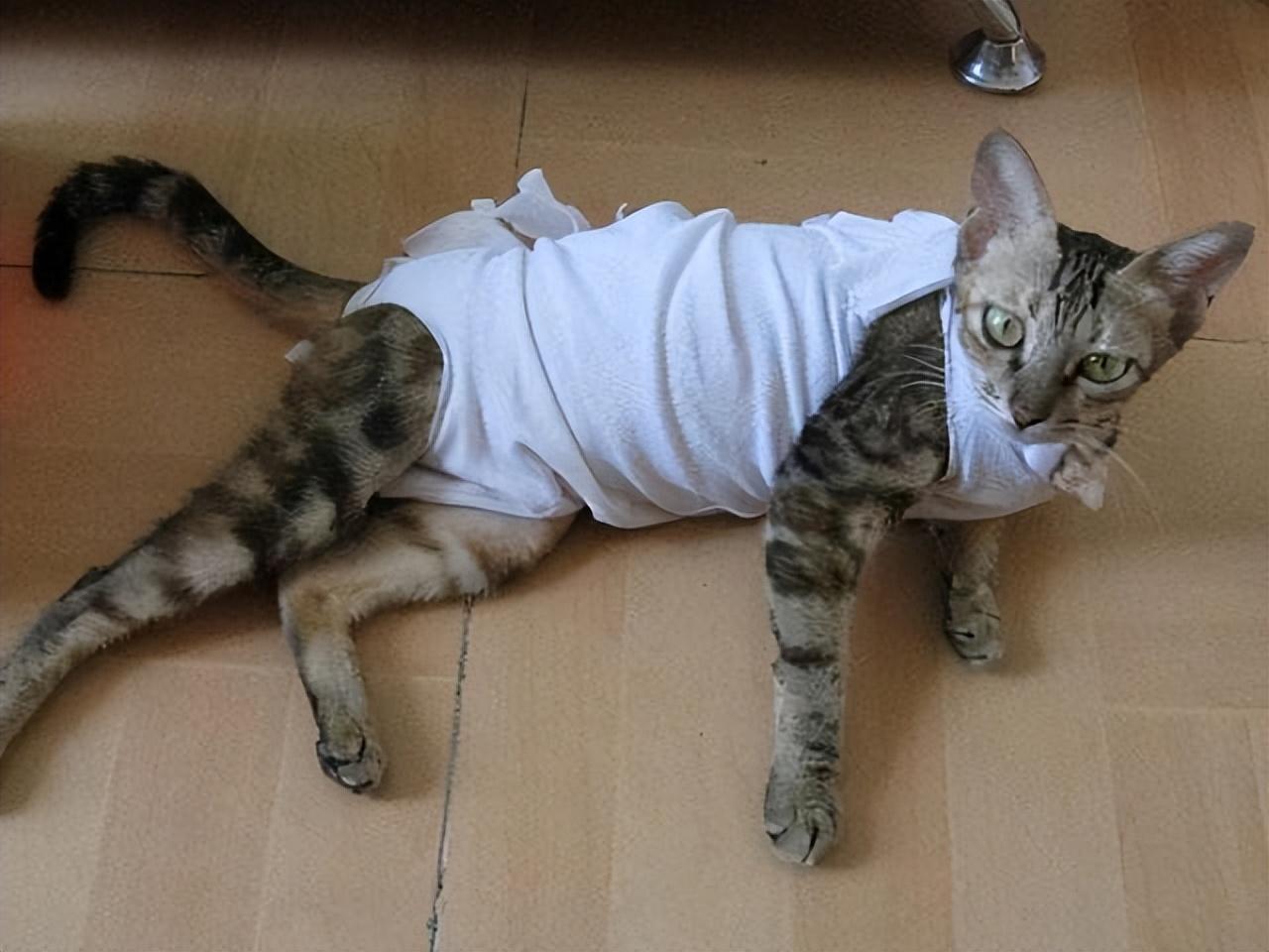 猫咪近亲繁殖会怎样呢（兄妹猫会自然配对吗）