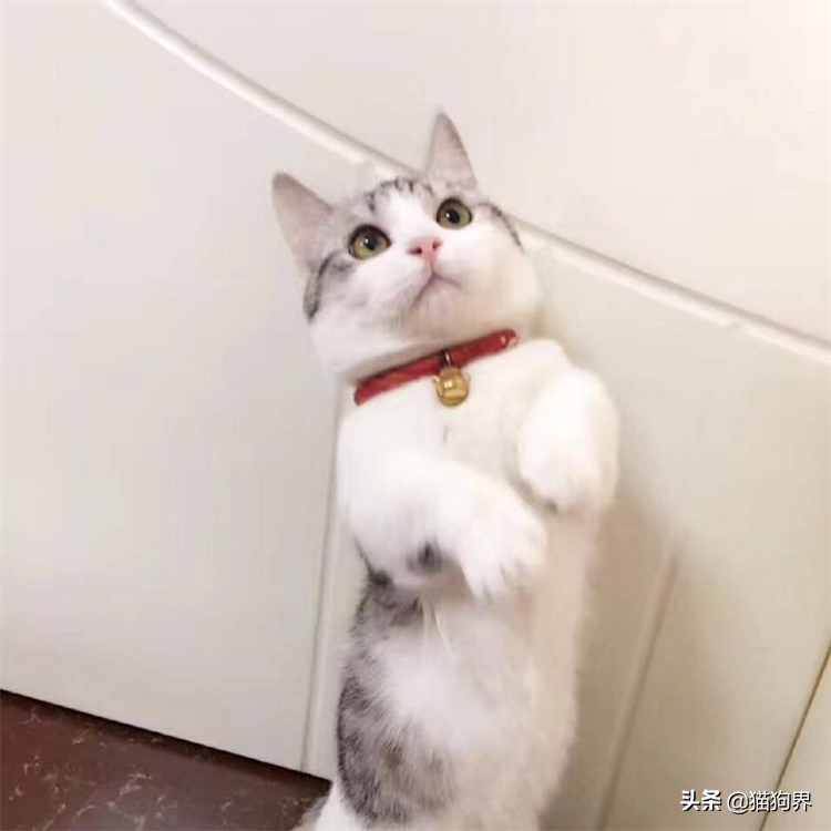 盘点猫的特点有哪些及性格（猫的资料详细介绍）