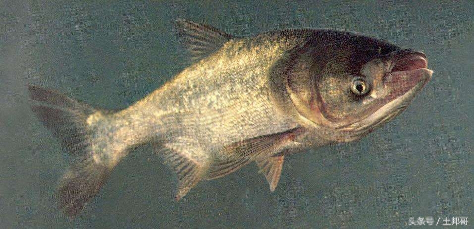 怎么判断鱼饿了（附：别人的养鱼经验只是借鉴要常摸索）