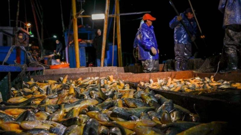 大黄鱼价格为什么差别大（大黄鱼价格多少钱一斤）